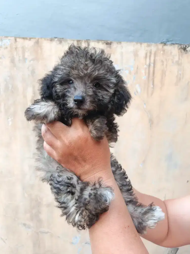 Jual Anak Anjing Toy Poodle