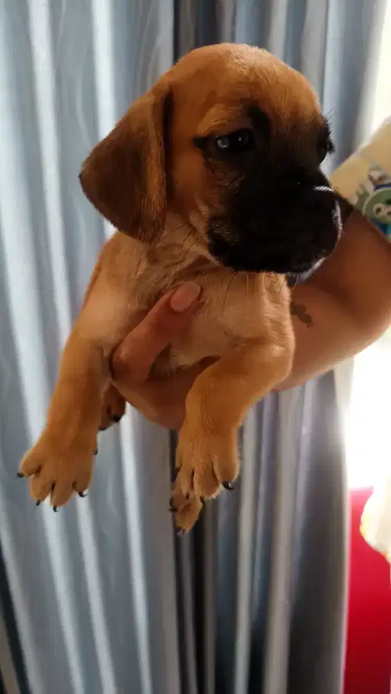 PUPPIES Beagle mix Pug