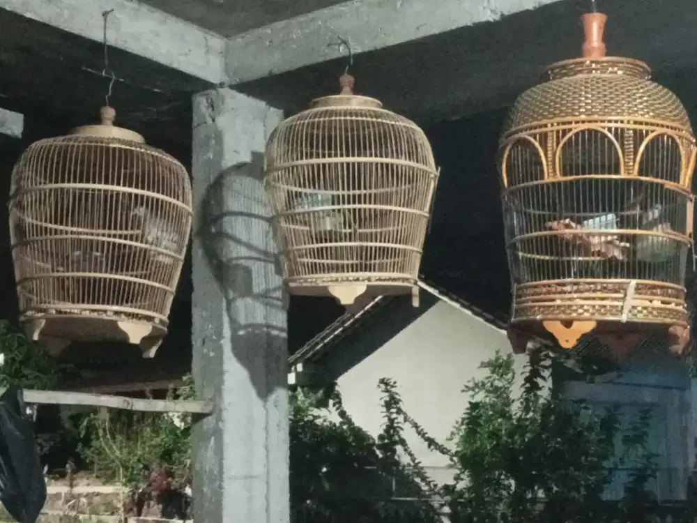 Jual 2 burung perkutut dan juga 3 sangkar