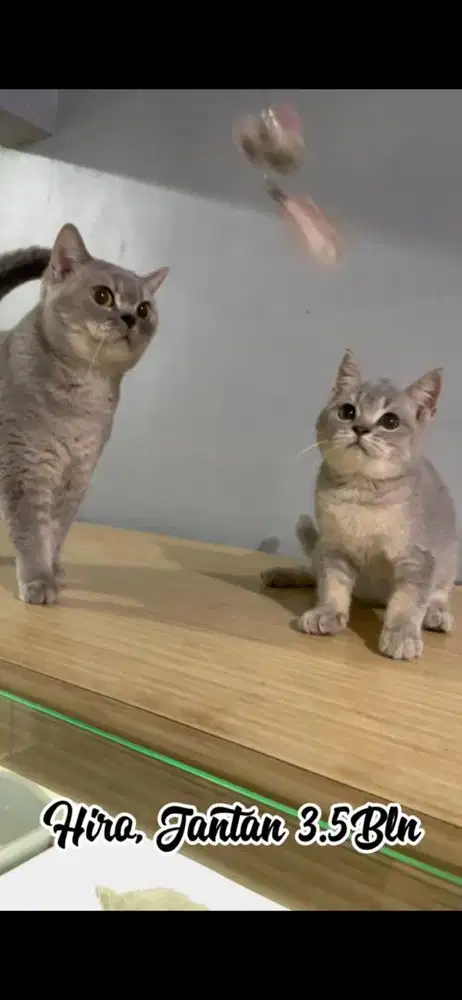 BSH Golden Blue Jantan