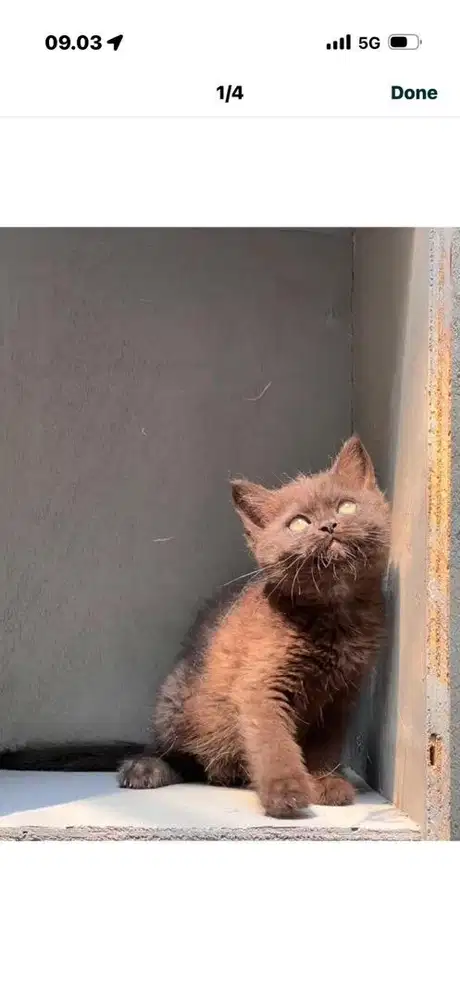 Kucing bsh darkchoco betina