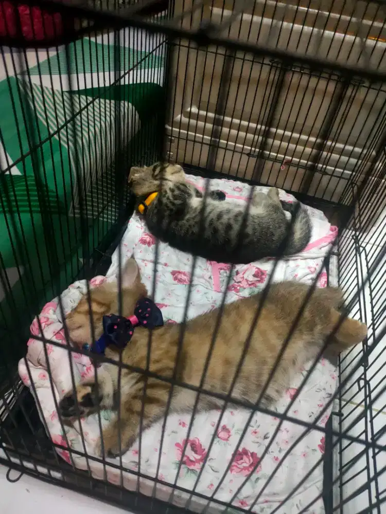 Kitten munchkin