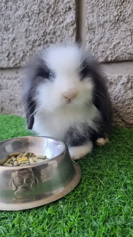 Kelinci Fuzzy Lop