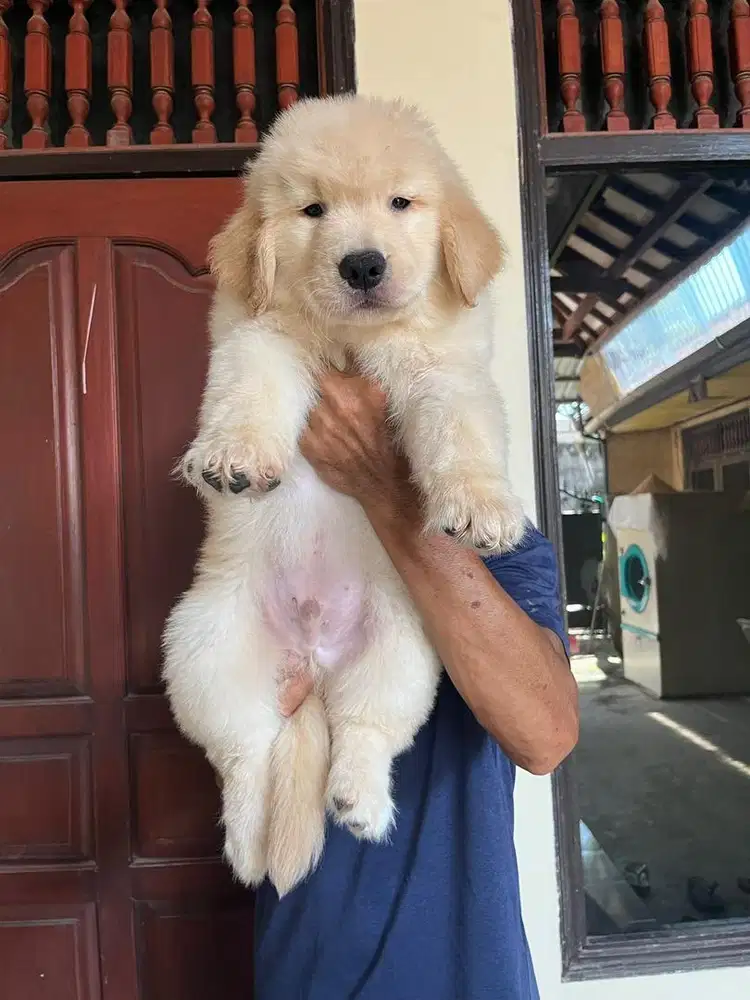 Golden Retriever Stambum