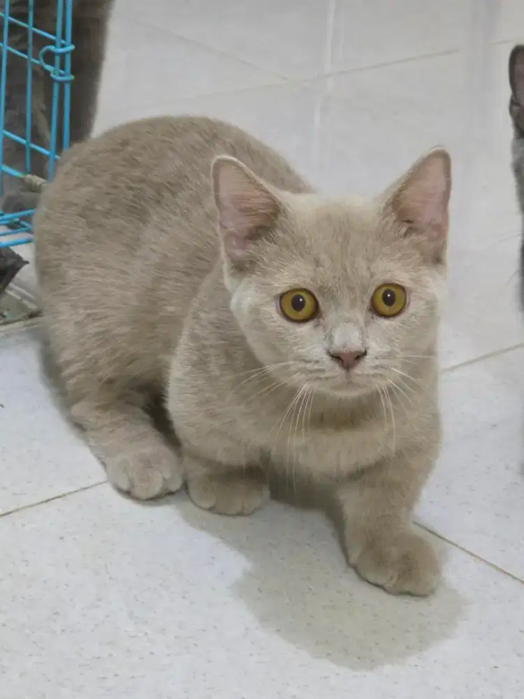 BSH Munchkin Lilac Betina