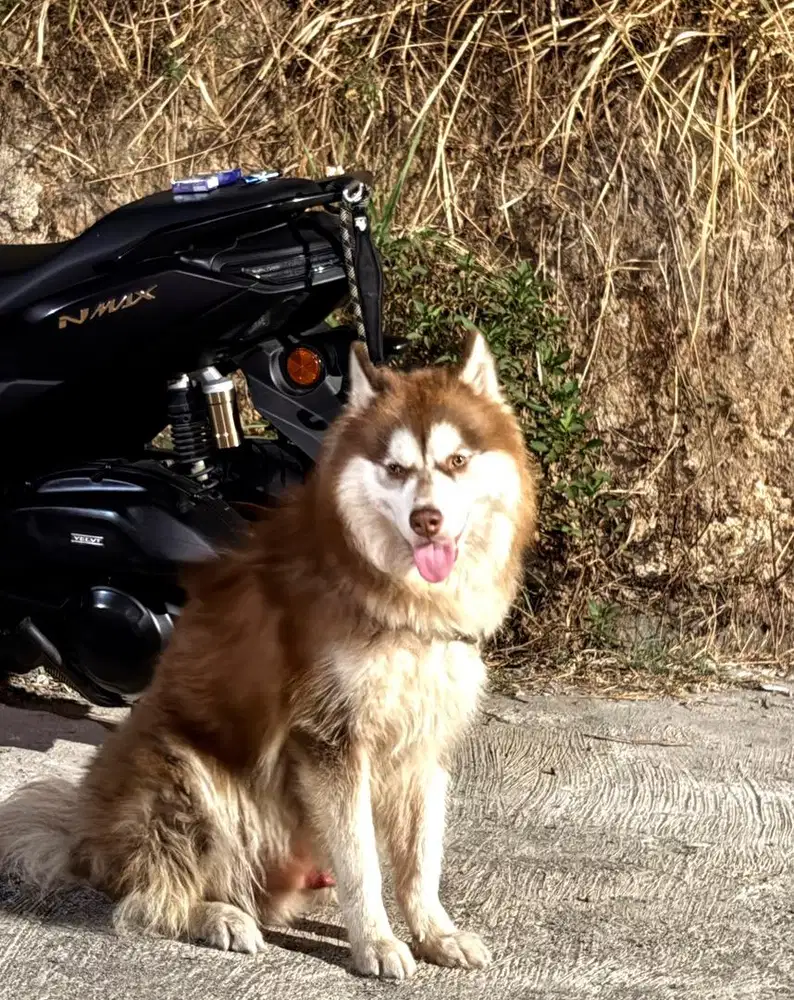 SIBERIA HUSKY STB VAKSIN