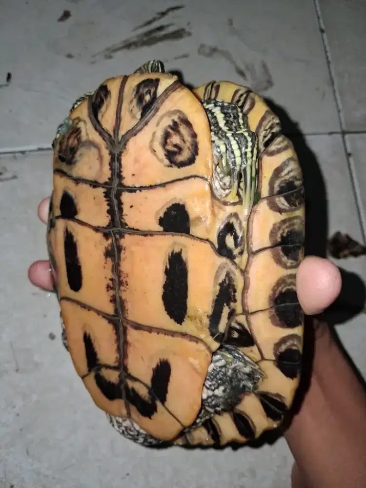 Di jual kura kura brazil 22cm