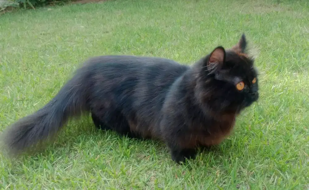 Munchkin cebol Jantan