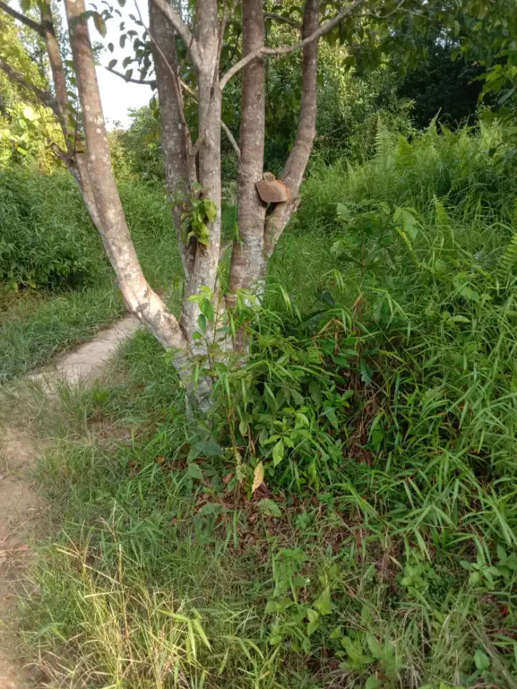 KEBUN GAHARU SHM