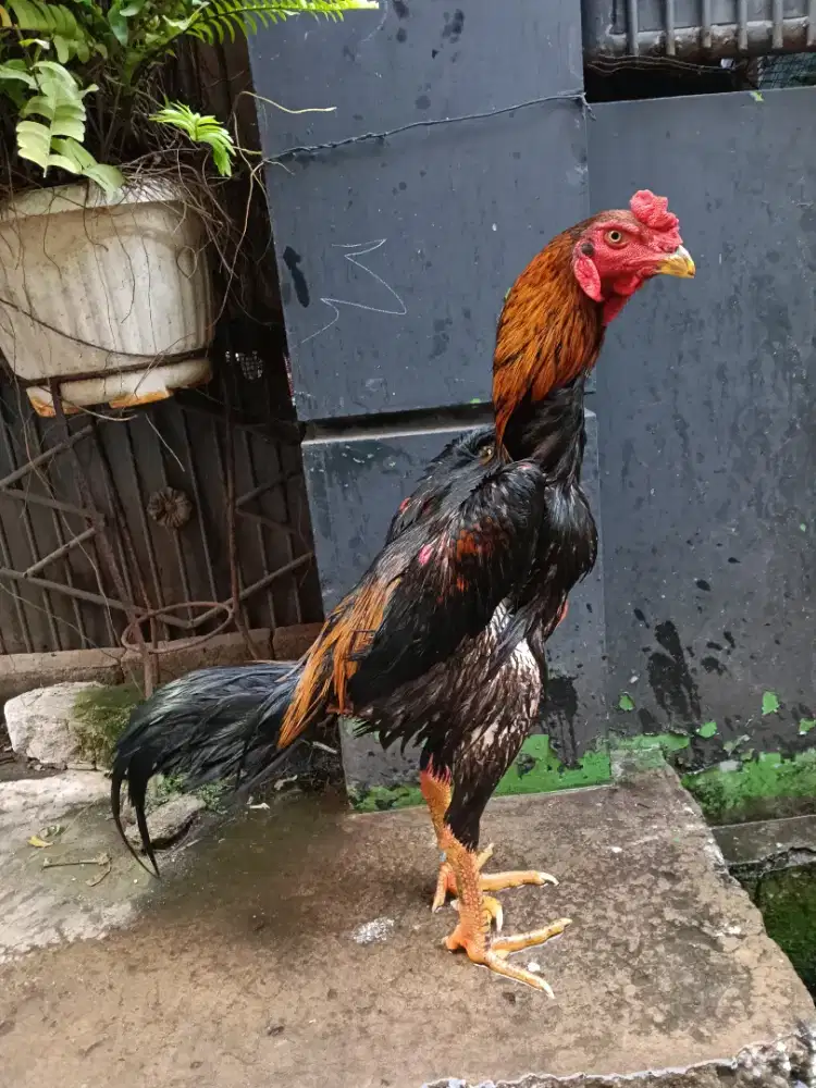 Ayam Bangkok shamo