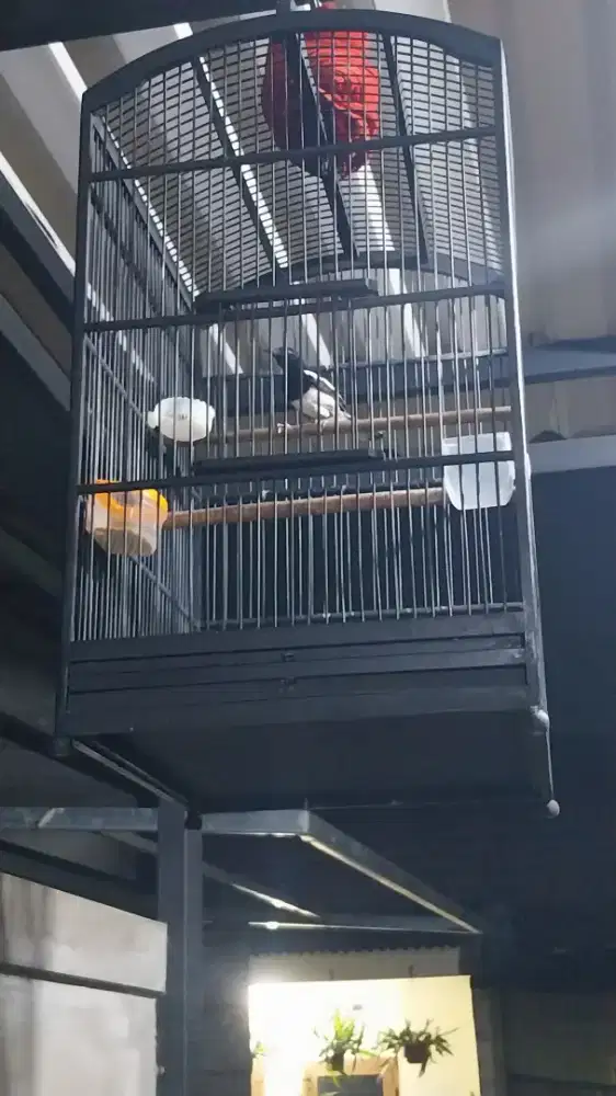 Dijual Burung Kacer Dada Putih