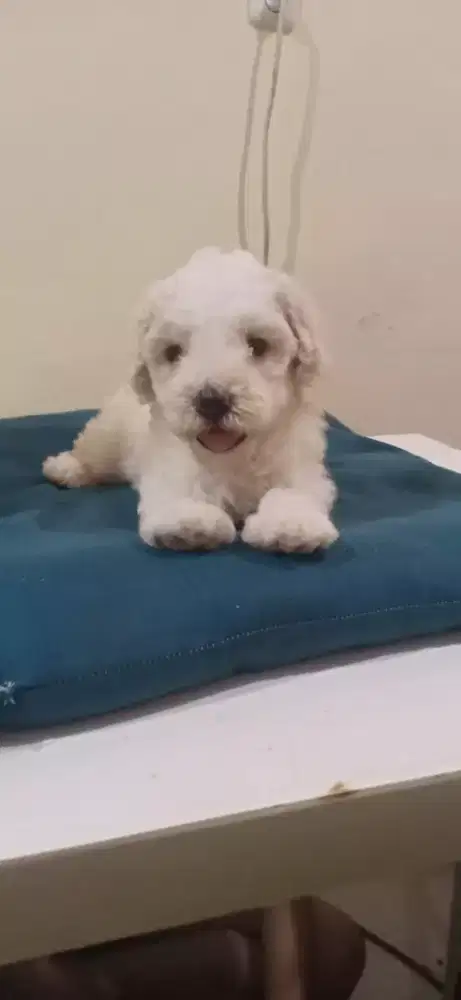 Toy poodle betina party colour