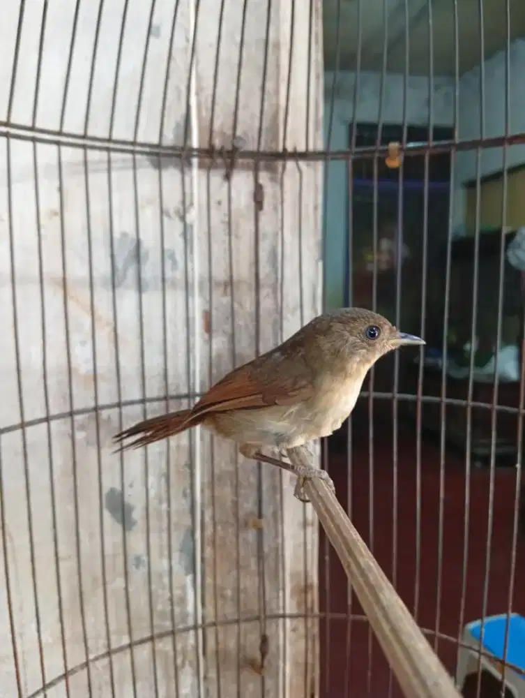 burung flamboyan