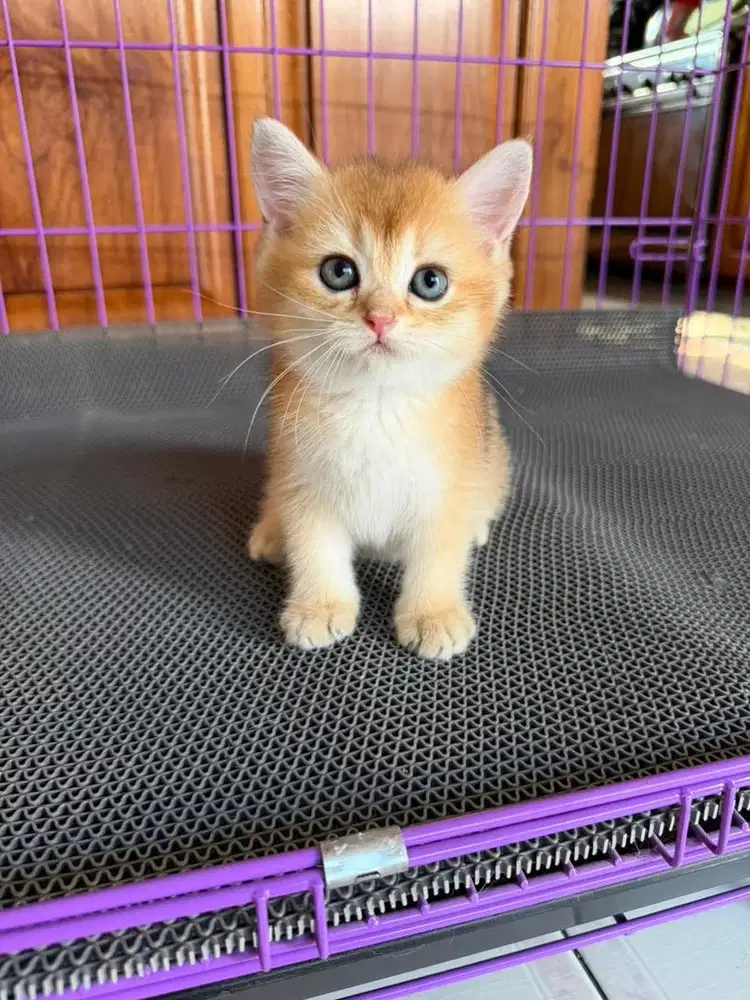 Bsh Golden betina NP