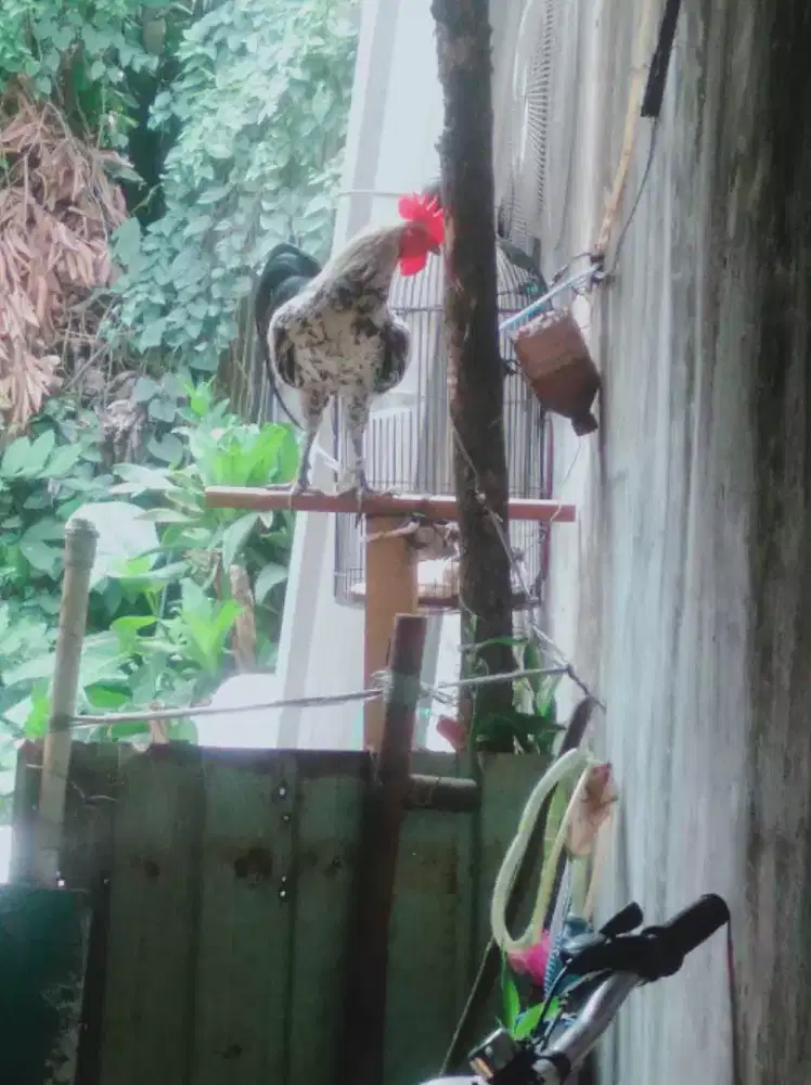 Ayam ketawa durasi panjang