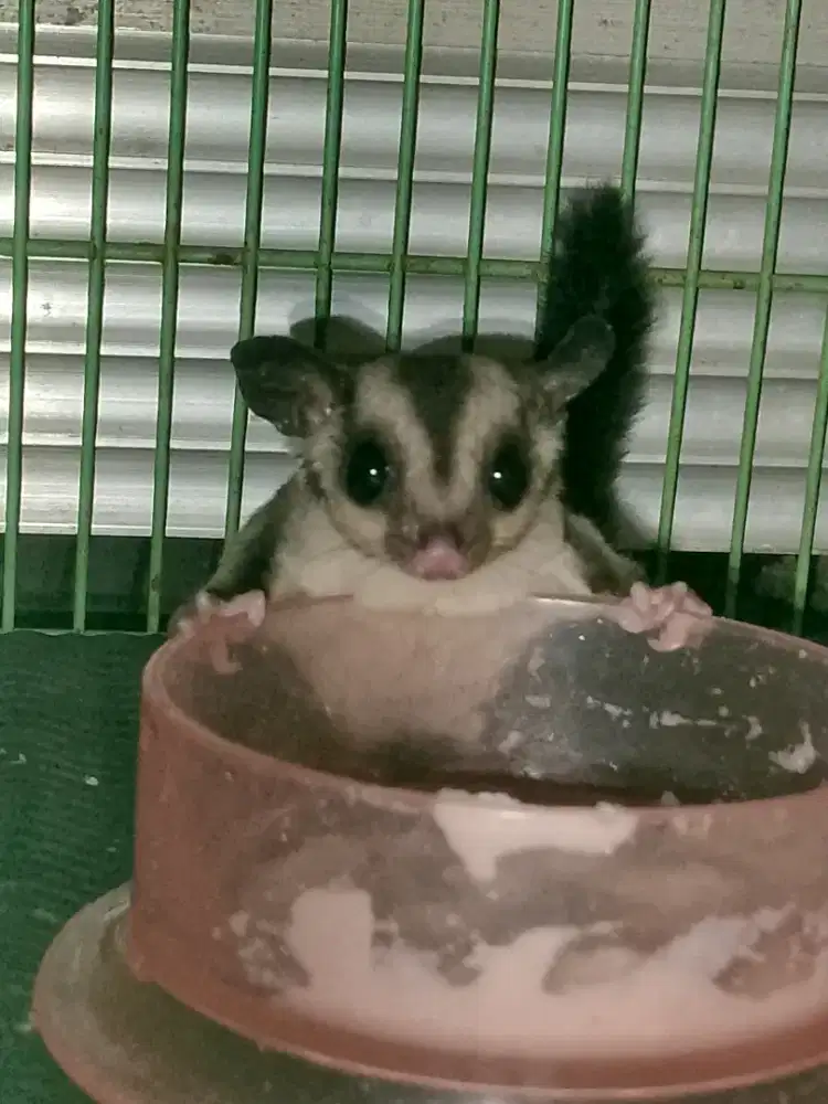 Sugar glider jantan cibinong