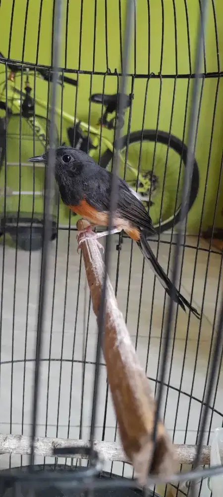Murai betina mapan
