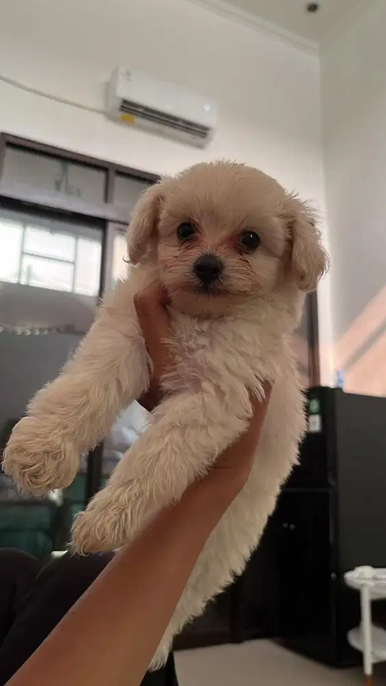 Jenis anjing maltipo
