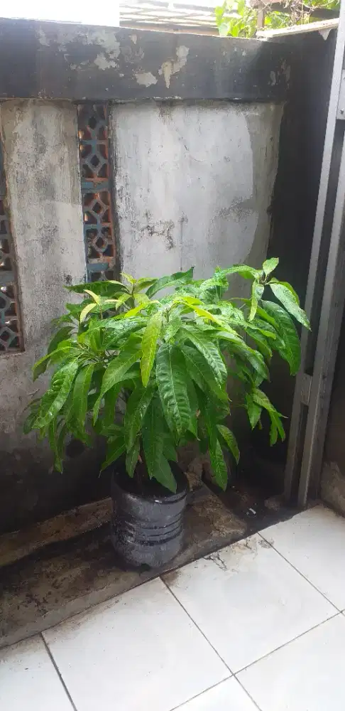 Pohon mangga chokanan