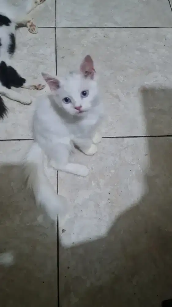 Kucing persia anggora mainchon