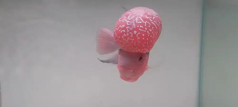 Louhan Super red dragon 12cm Boomhead