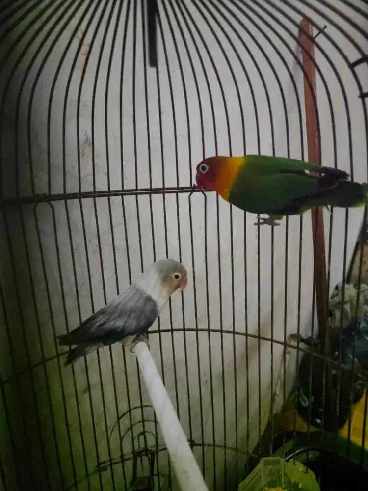 Lovebird jodohan