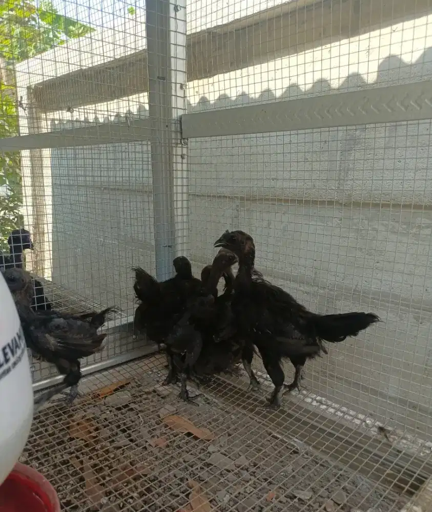 Ayam Cemani asli 2 bulan