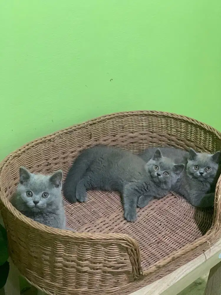 BSH Kitten kucing British Shorthair Blue