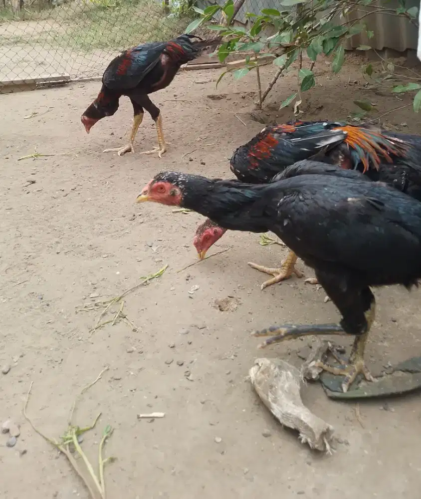 Ayam Ekor Lidi Jumbo 1 Pasang