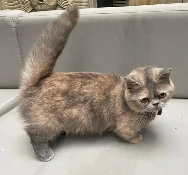 kucing munchkin bsh british shorthair bsh british short hair