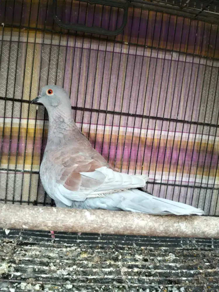 Burung merpater indukan dr merpati & puter