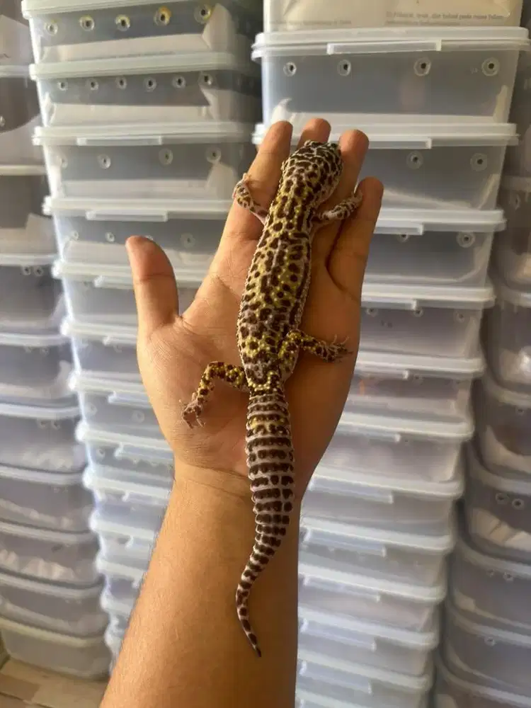 Leopard gecko dewasa jumbo