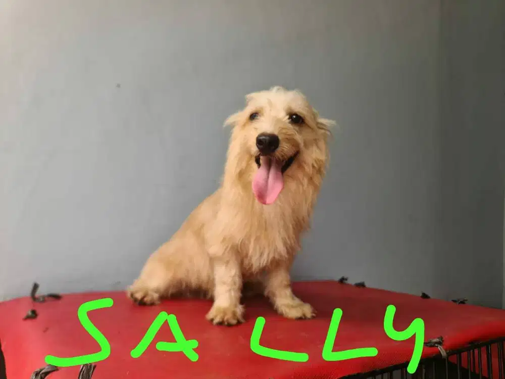 JUAL ANAK ANJING PINTAR, LUCU, dan SEHAT Mix Schnauzer dan Pom