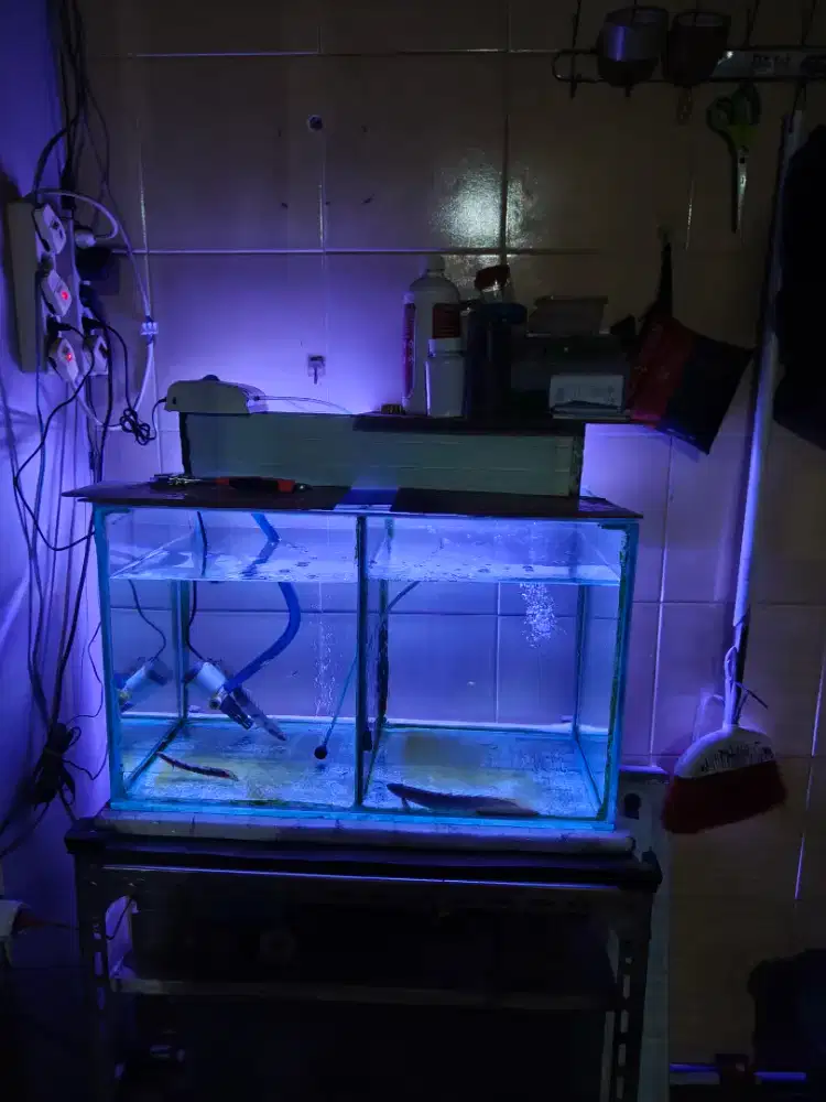 Dijual aquarium beserta ikan palmas