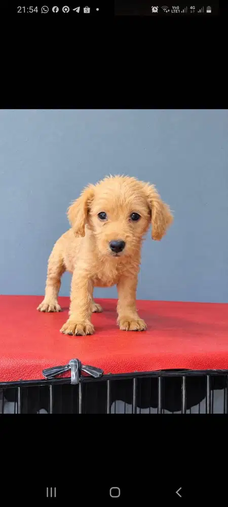 JUAL ANAK ANJING Betina PINTAR, LUCU, & SEHAT Mix Schnauzer dan Pom
