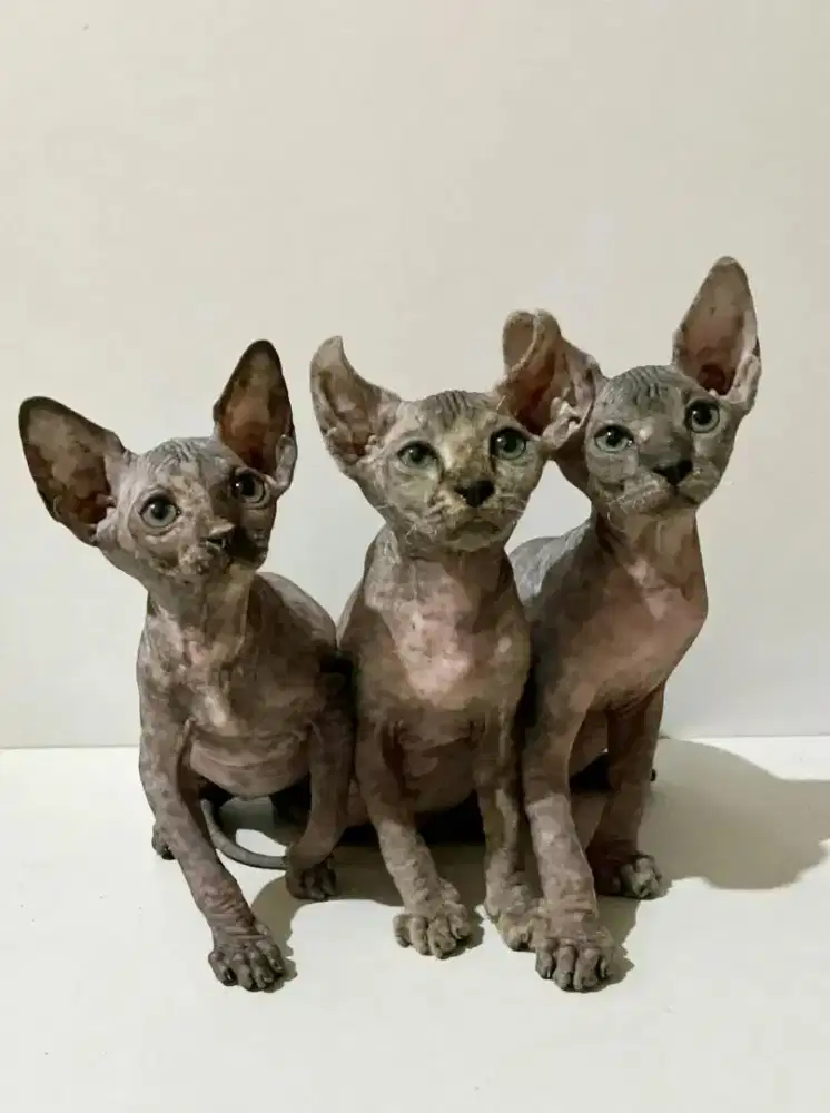 Sphynx kitten betina