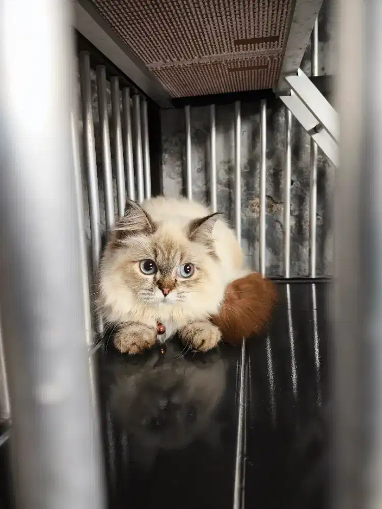 Kucing Ragdoll Mix Betina Warna Putih Ekor Cokelat, Manja Banget