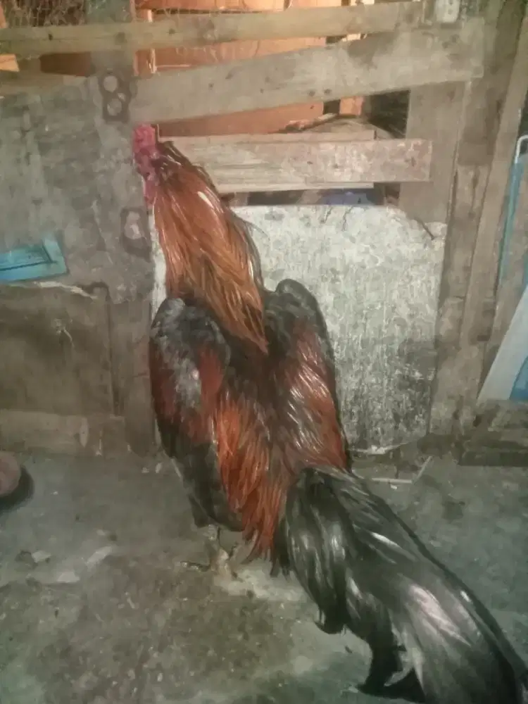 Ayam Bangkok masih gres