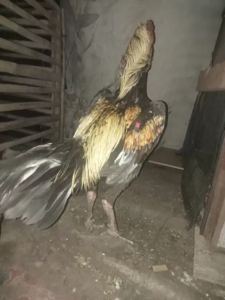 Ayam Bangkok masih siap adu