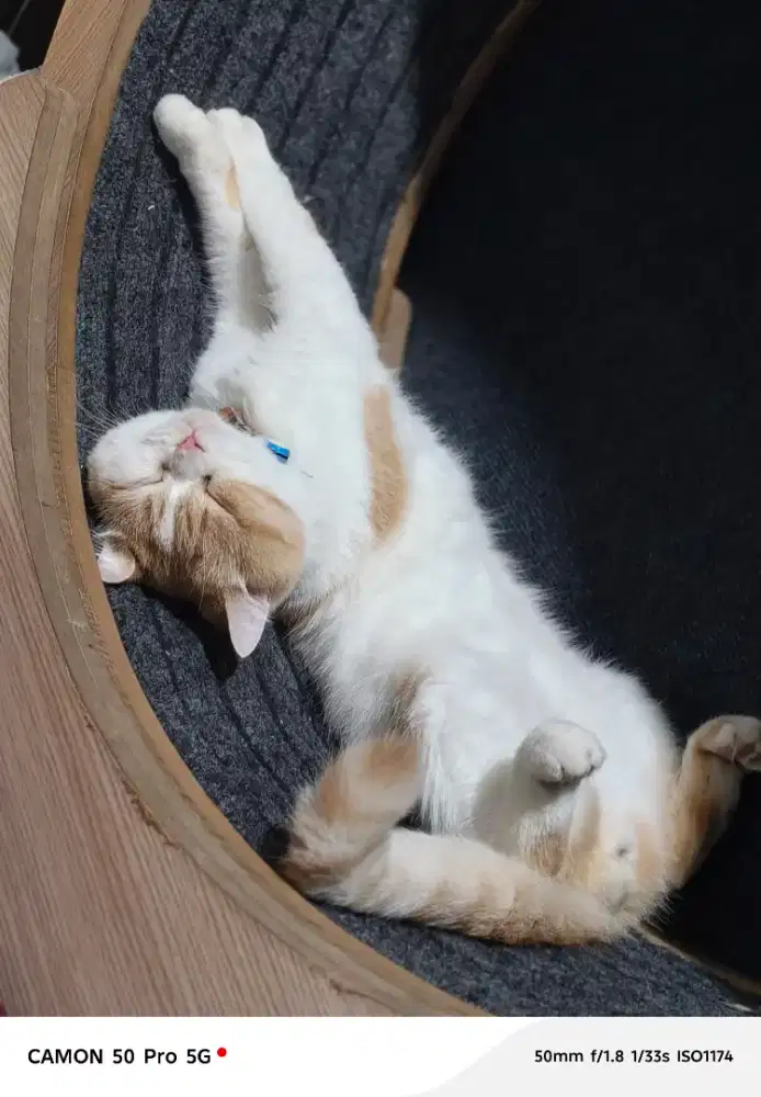 Kucing Jantan BSH Mix Orange White