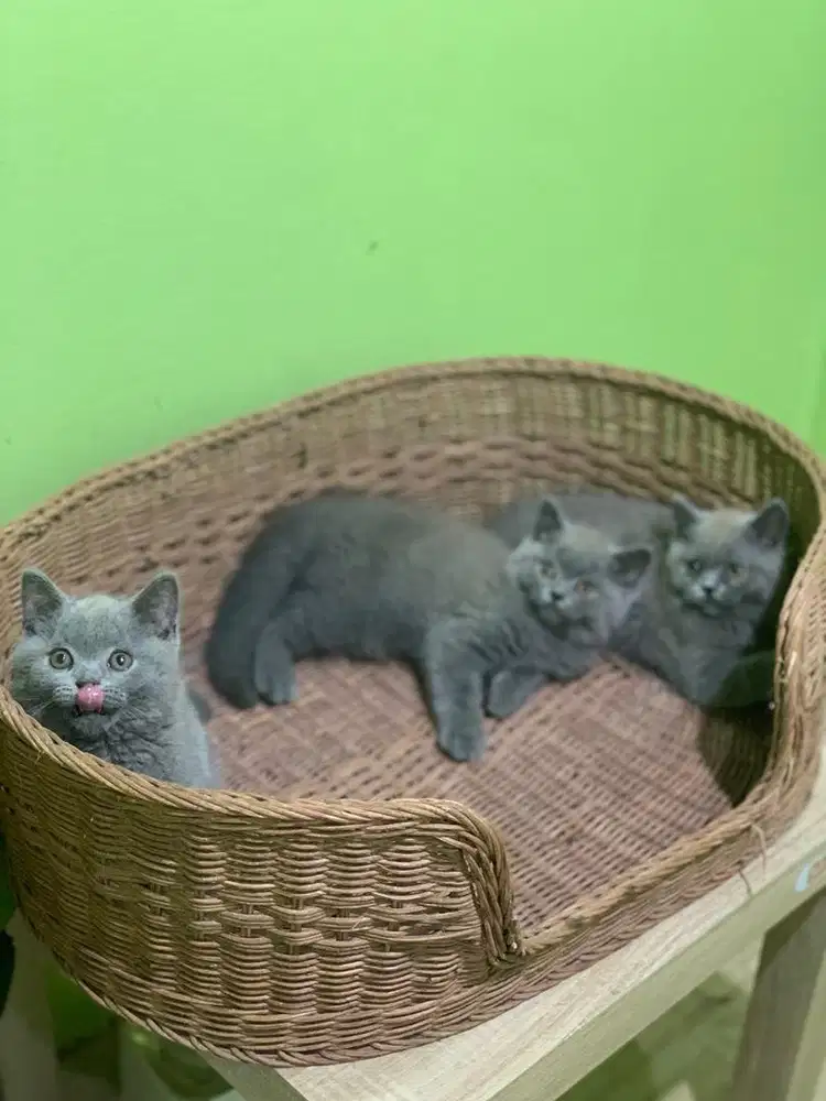 kucing kitten BSH Blue