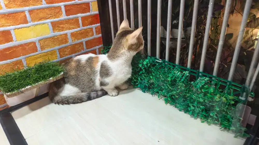 Kucing Munchkin dewasa betina