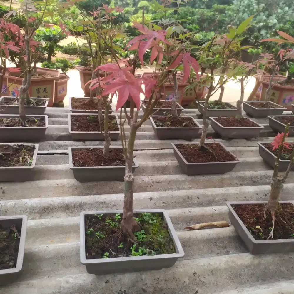 Bibit Bonsai Red Maple Amerika Usa Siap Kirim