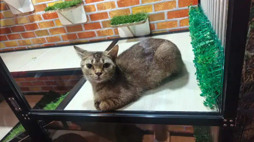 Kucing BSH Golden betina