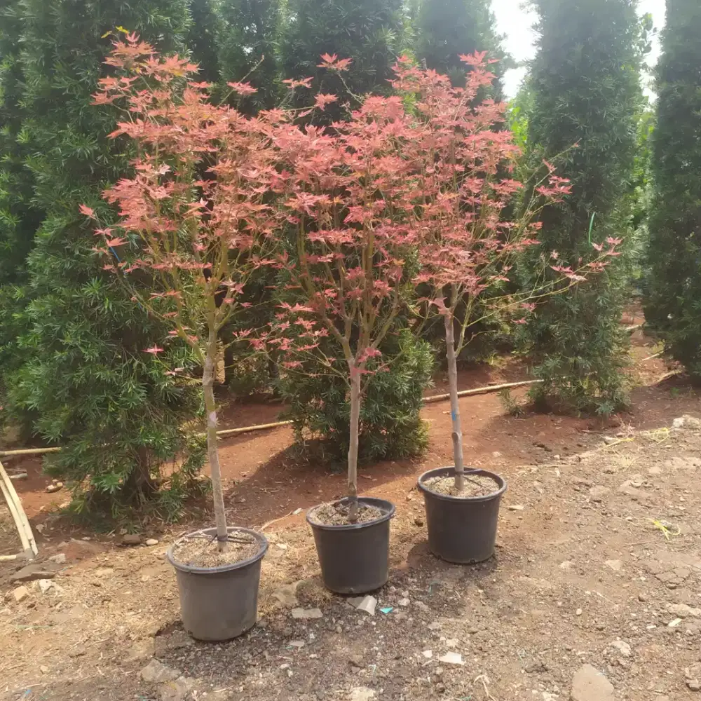 Pohon Red Maple Amerika Usa Siap Kirim
