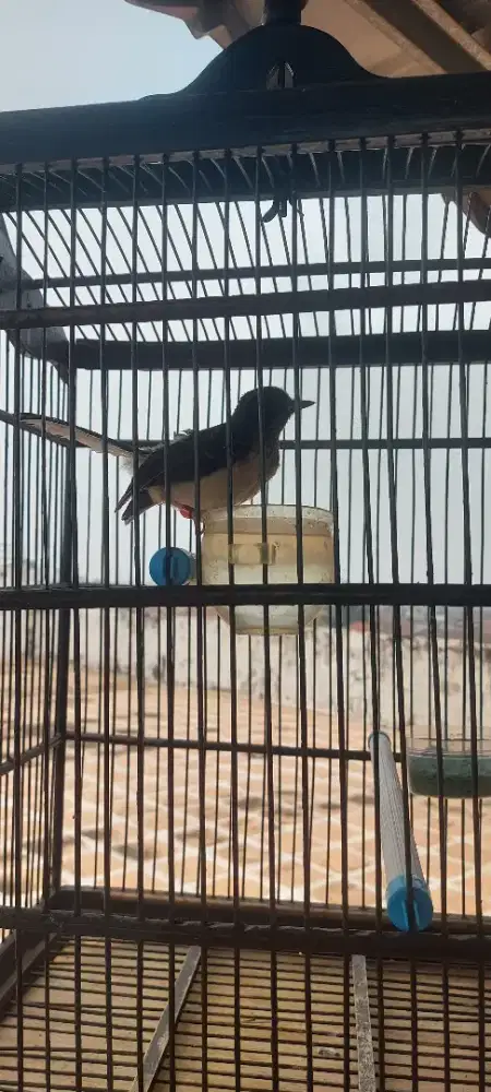 Burung murai batu  anakan