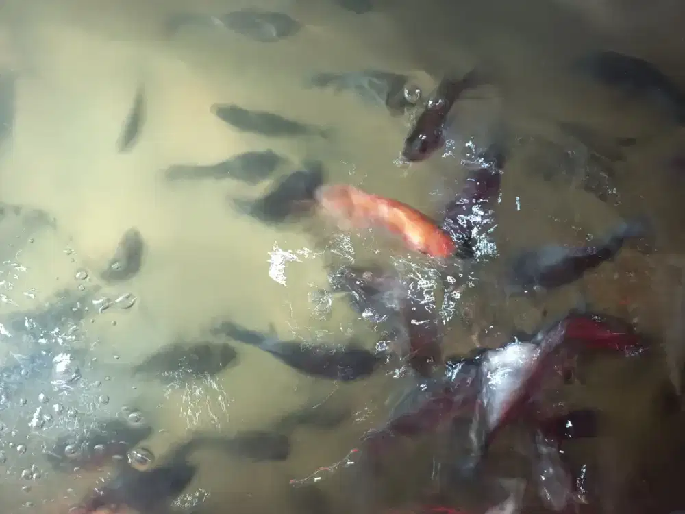 Di jual ikan nila 3 jari