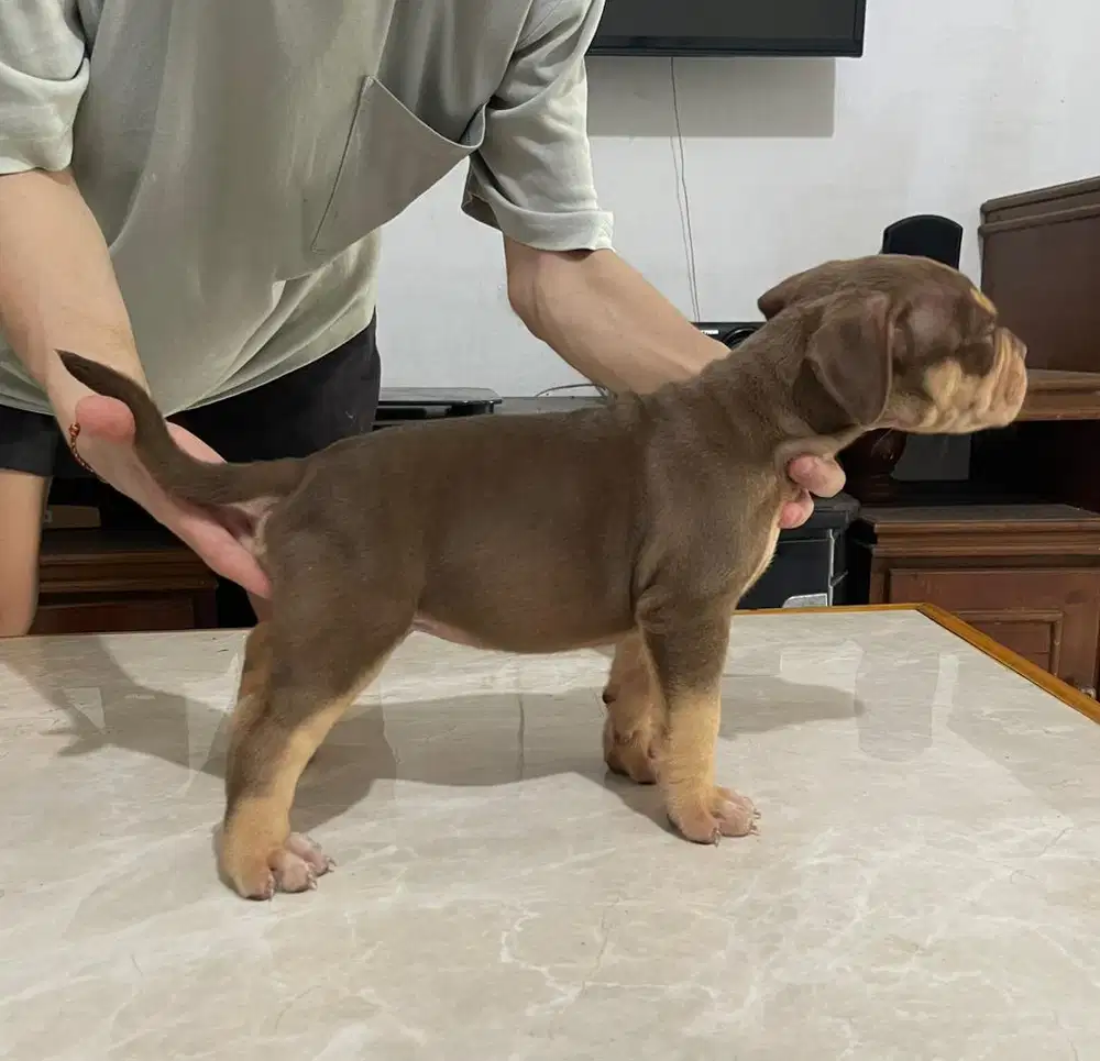 Puppy pitbull jantan dan betina