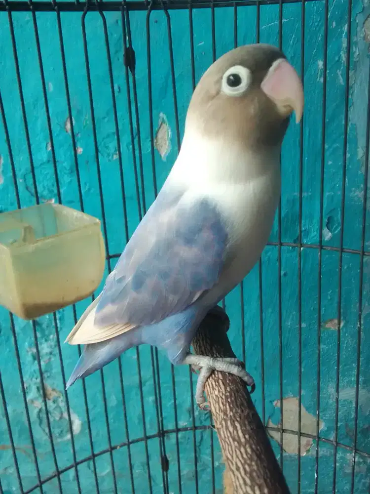 LOVEBIRD WARNA CANTIK BETINA HARAIN BRSIK 350 NET BURJA