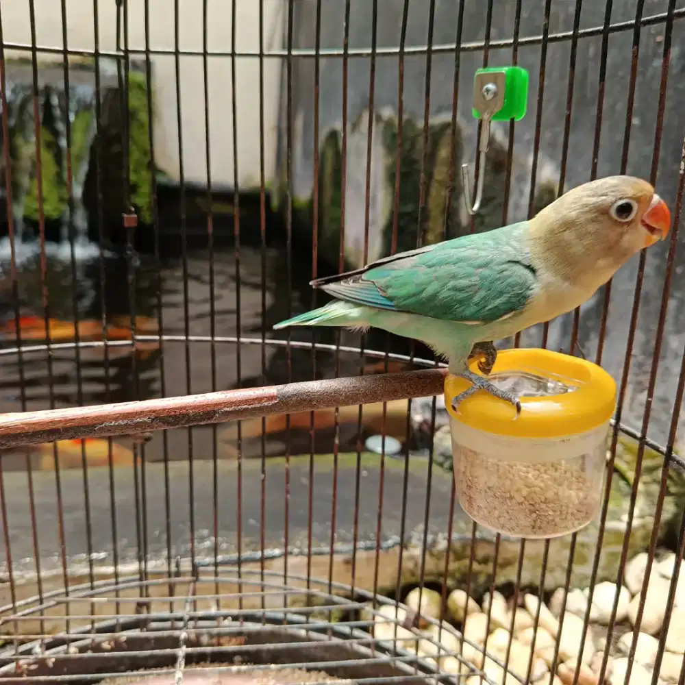Burung LB lovebird love bird pb parblue turtoise
